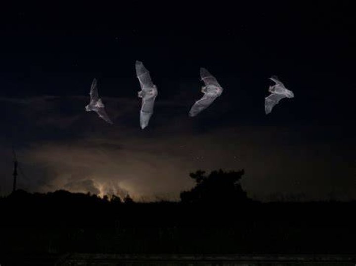 Do bats fly all night?
