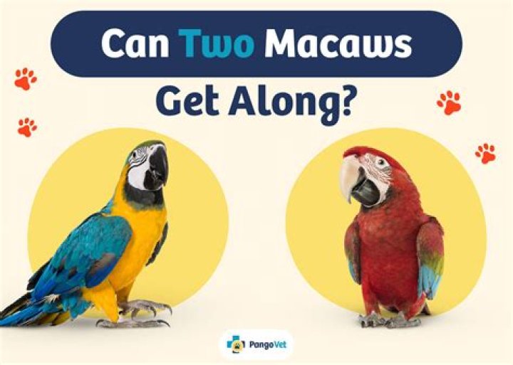 Do macaws get along with dogs?
