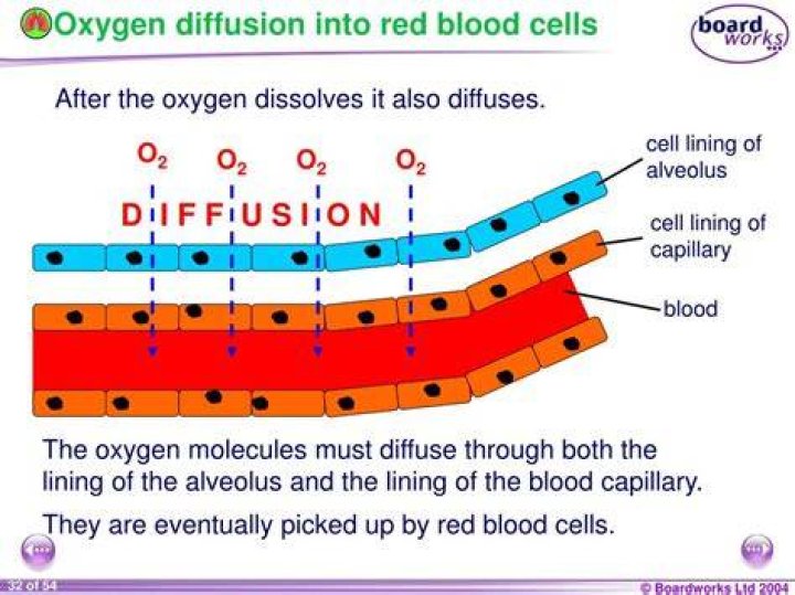 Does oxygen diffuse into cells?