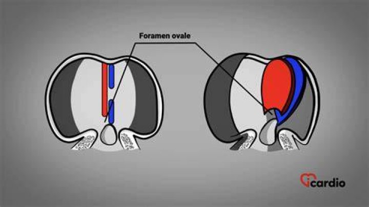 How does foramen ovale work?