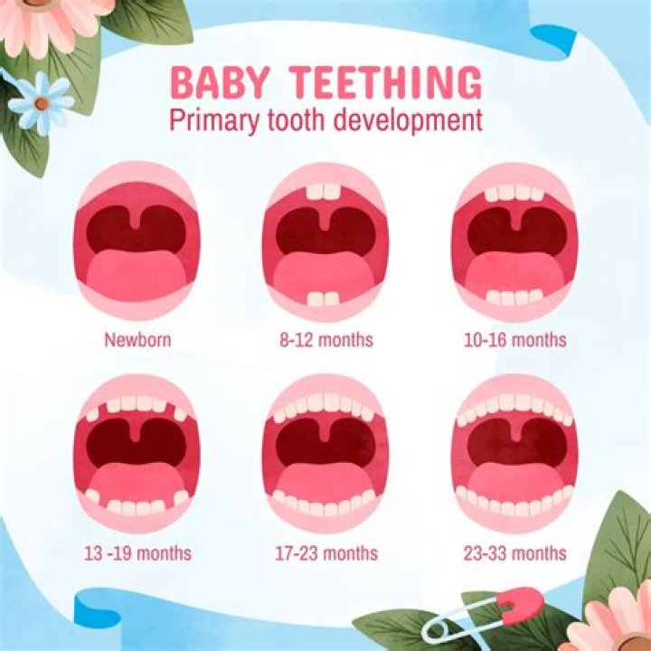 How many teeth does 4 year old have?