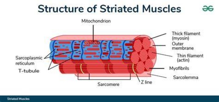 Is striations a muscle?