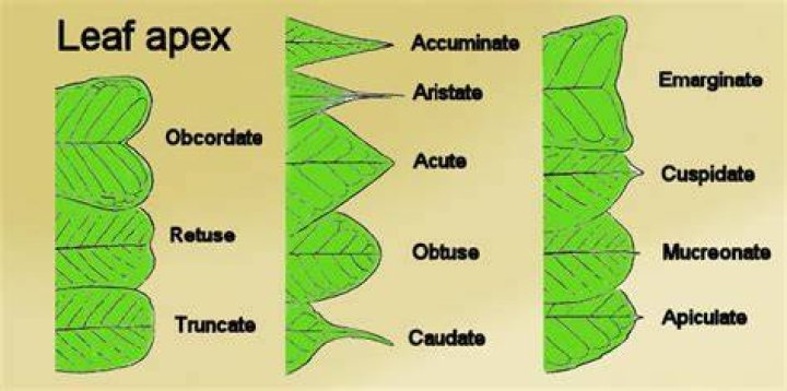 What is an apiculate leaf?