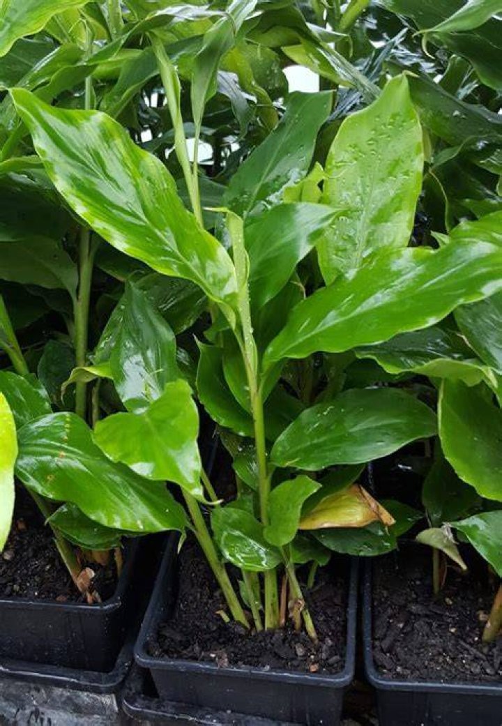 What is false cardamom?