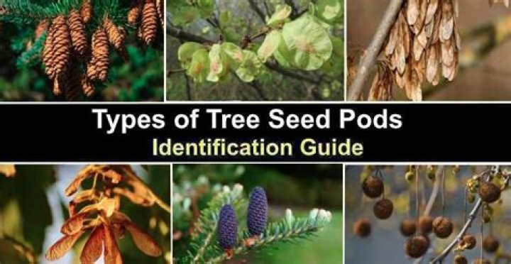 What is seed pod?