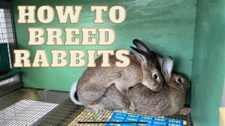 When should you breed a doe rabbit?