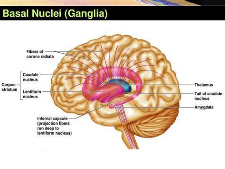 Where are basal nuclei found?
