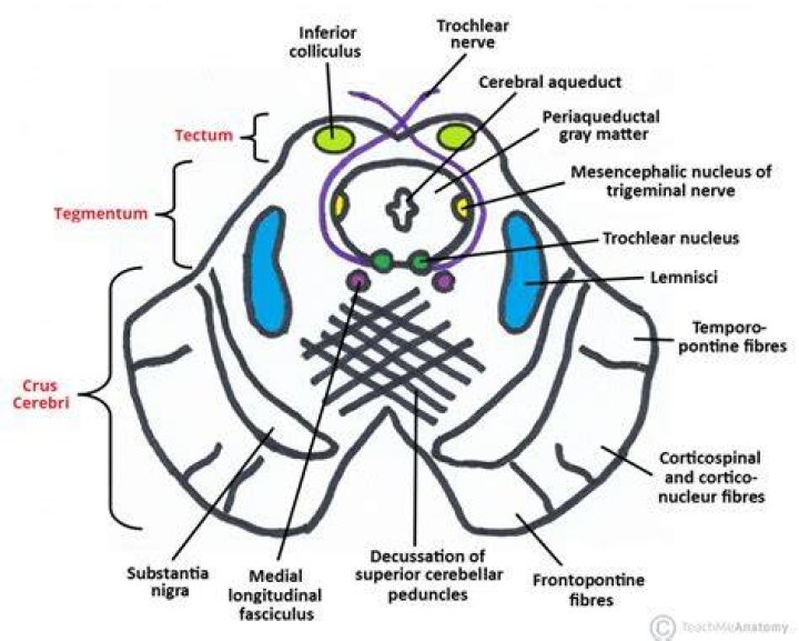 Where is tectum in brain?