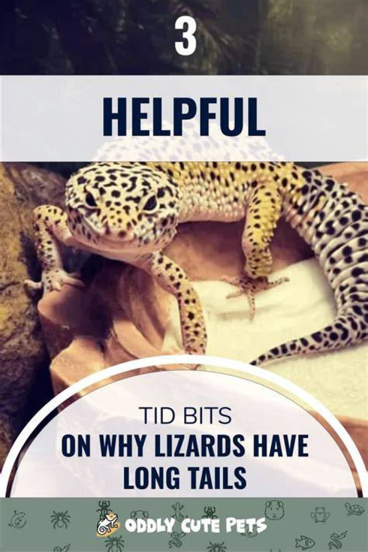 Why do lizards have long tails?