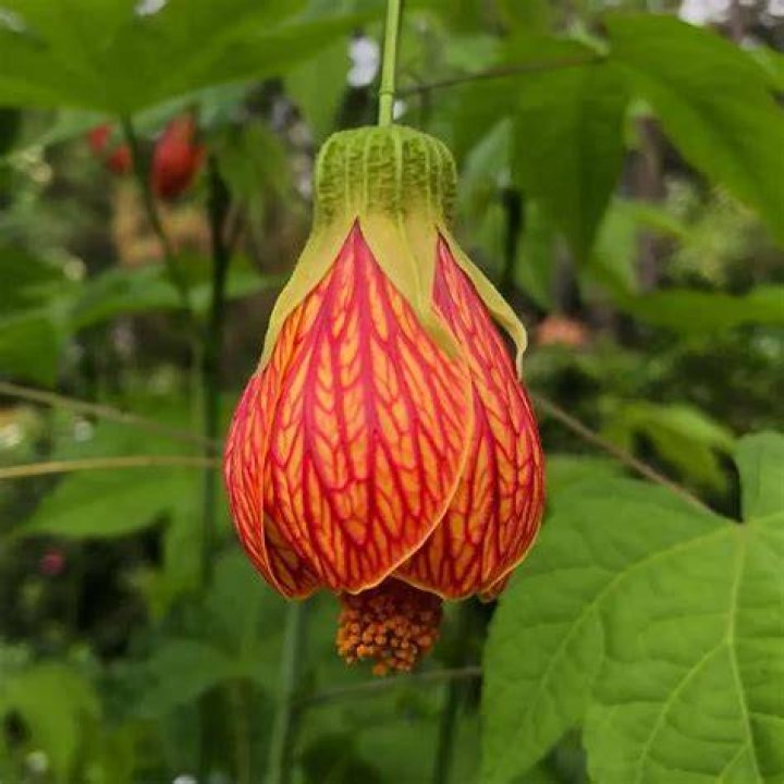 Will abutilon grow in shade?